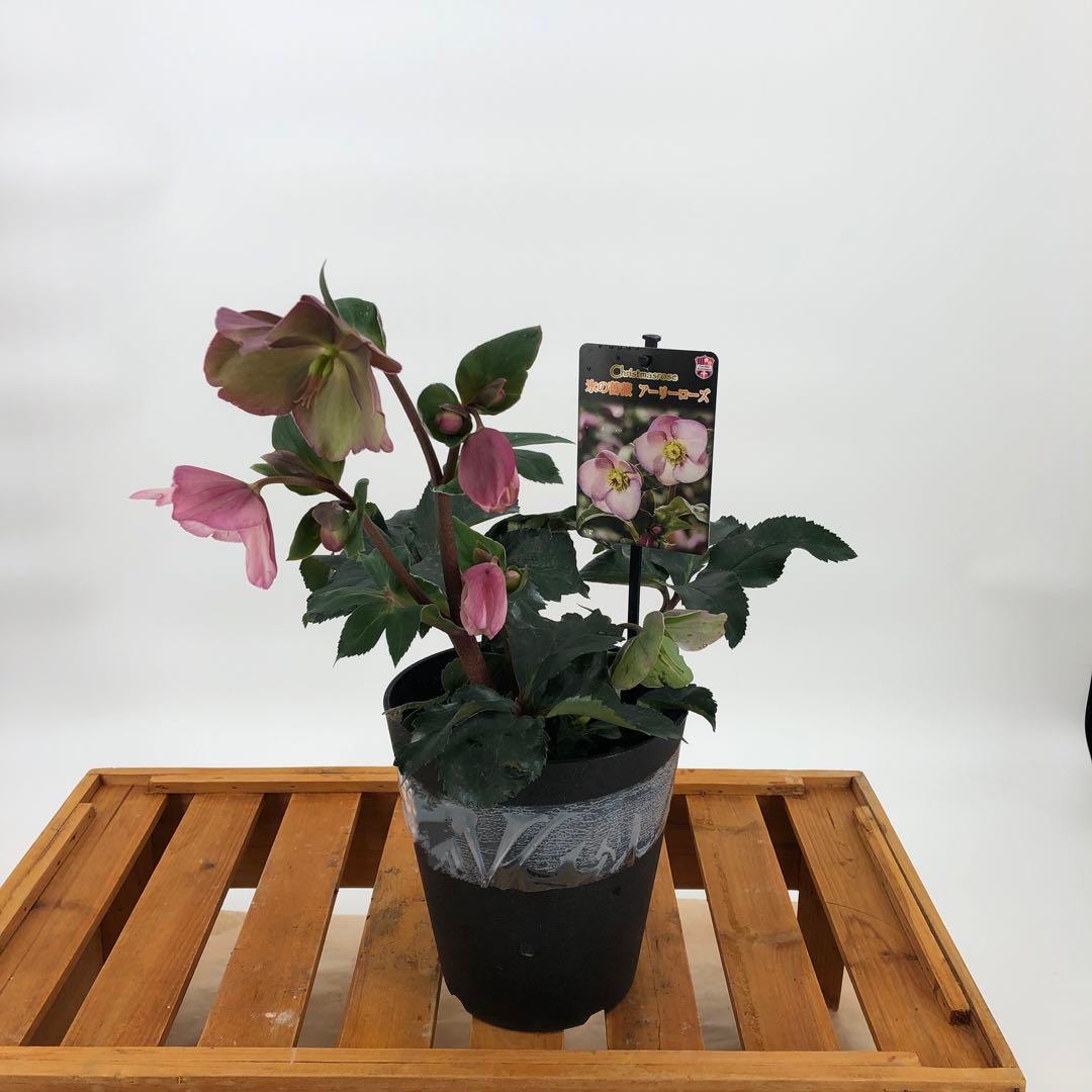 クリスマスローズ　氷の薔薇　4種セット