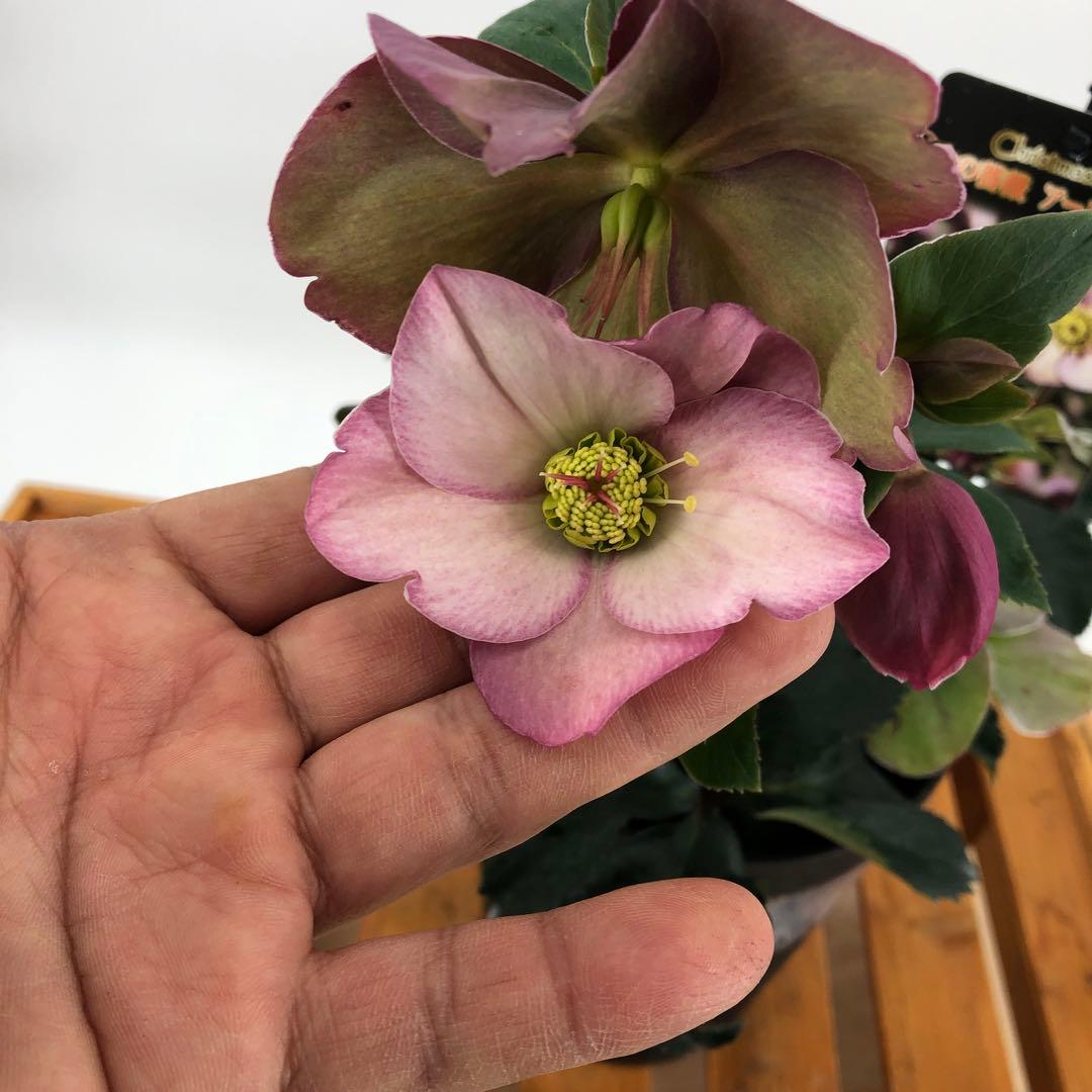 クリスマスローズ　氷の薔薇　4種セット