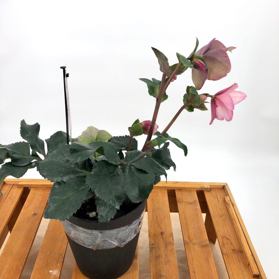 クリスマスローズ　氷の薔薇　4種セット