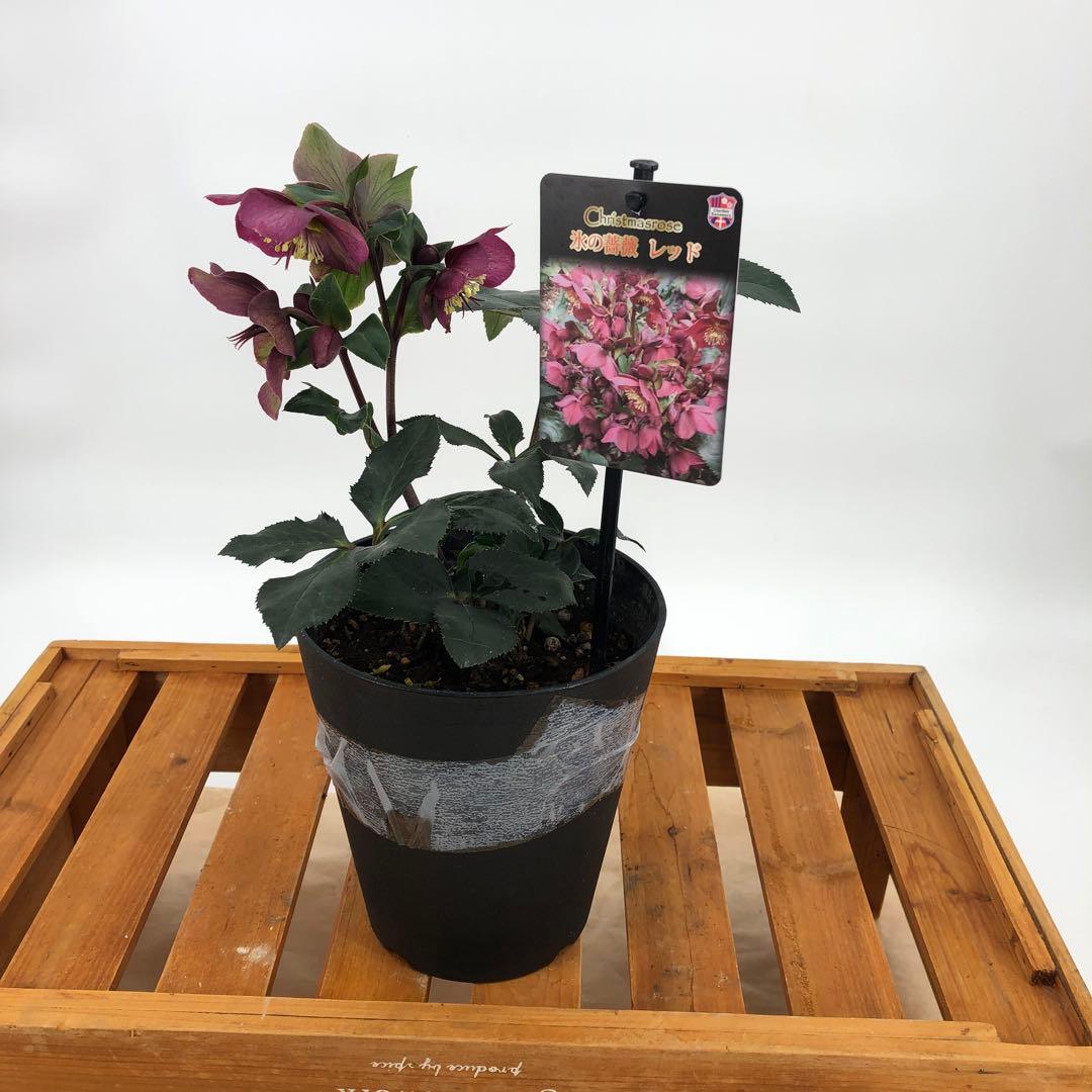 クリスマスローズ　氷の薔薇　4種セット