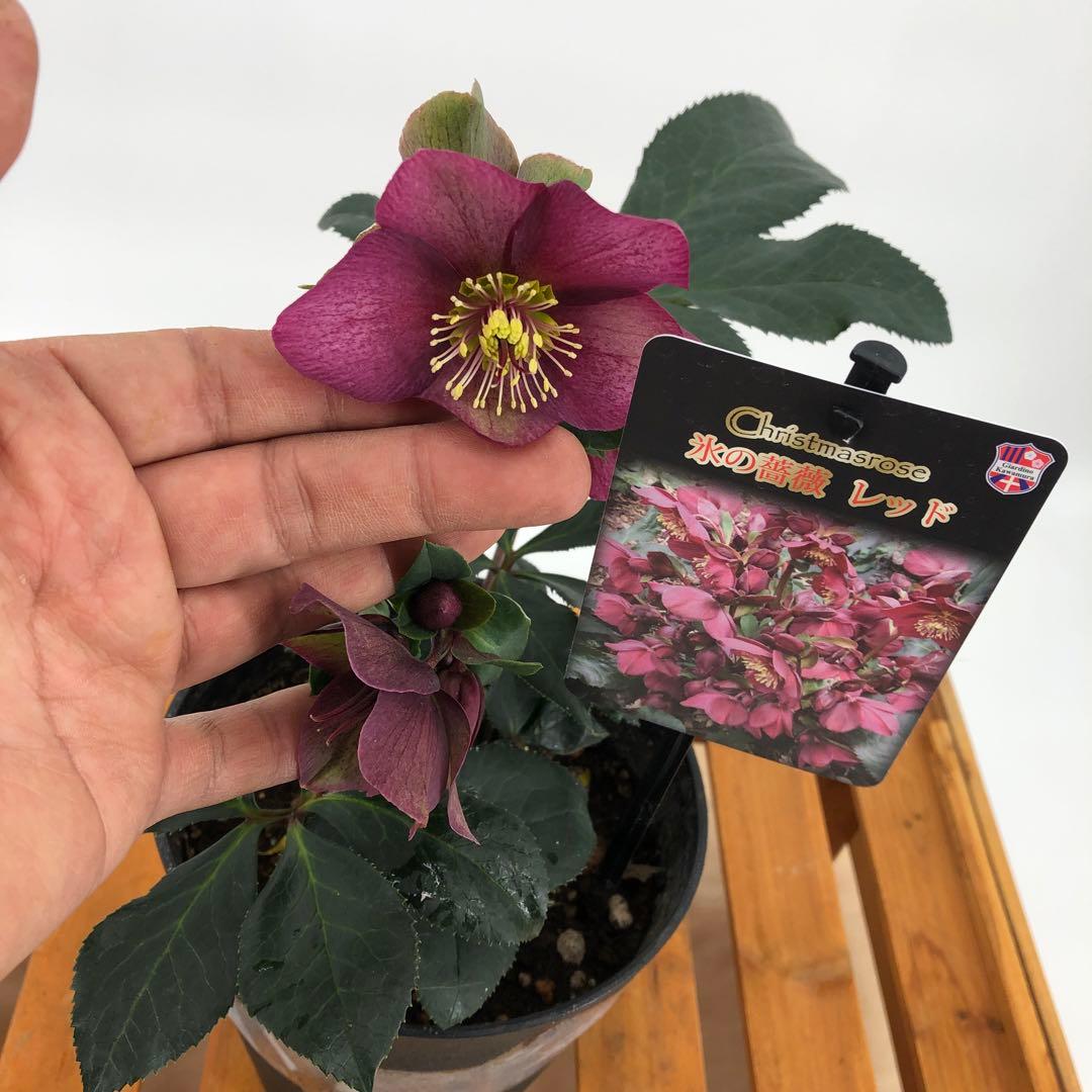 クリスマスローズ　氷の薔薇　4種セット