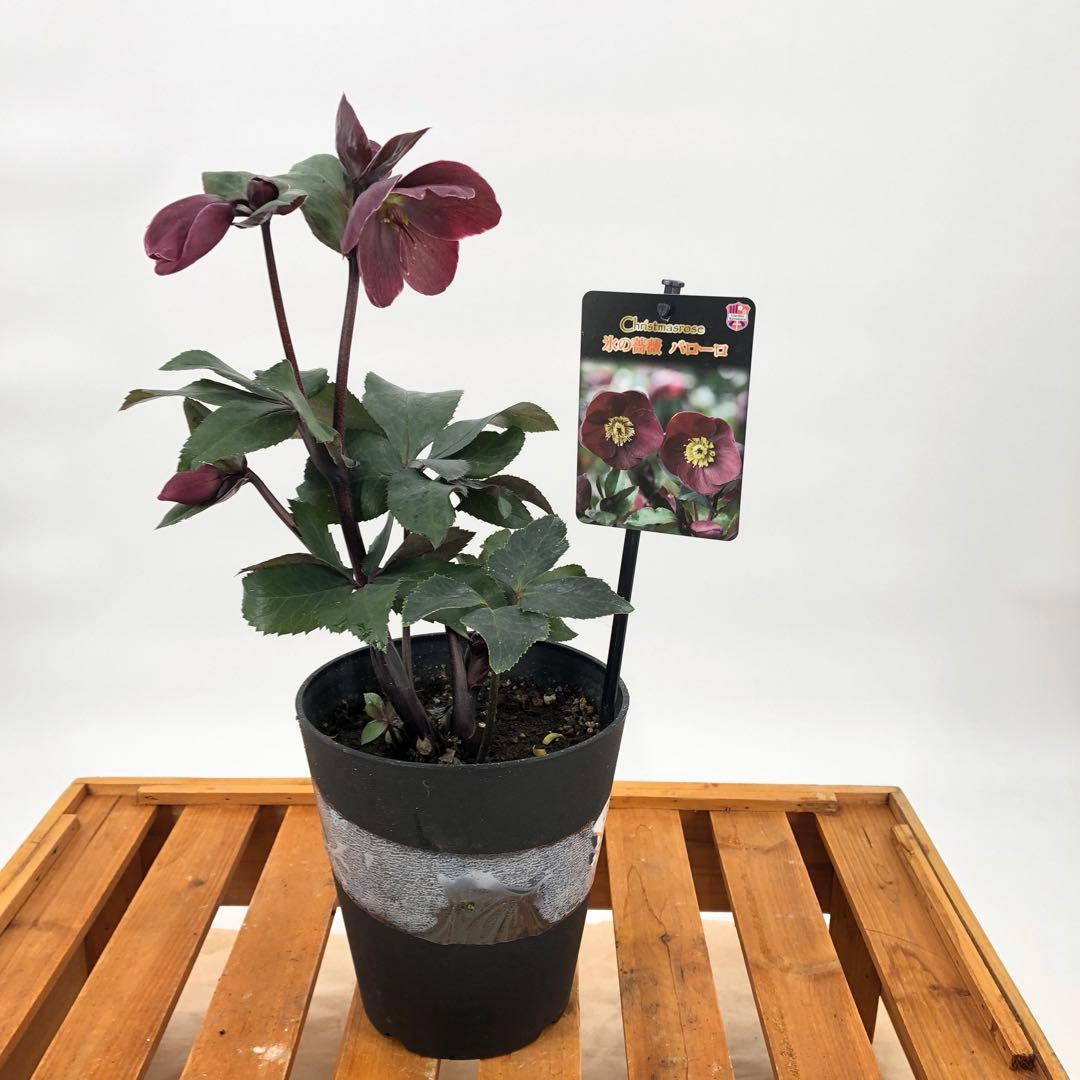 クリスマスローズ　氷の薔薇　4種セット