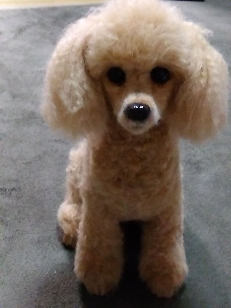 羊毛フェルトオーダー・受付け専用ページ