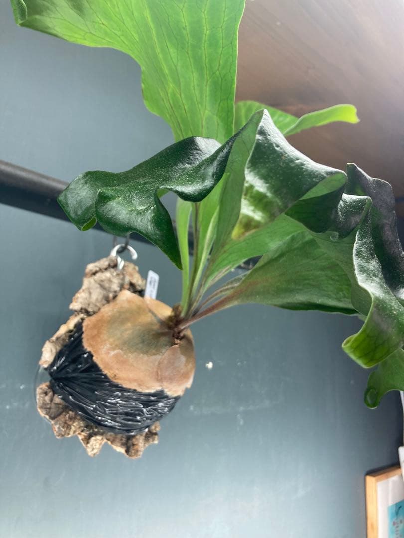 ヒリードラゴン　胞子培養株　コルク板付　おまけ付き