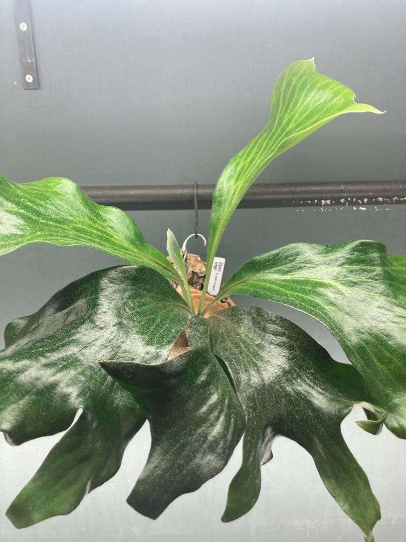 ヒリードラゴン　胞子培養株　コルク板付　おまけ付き