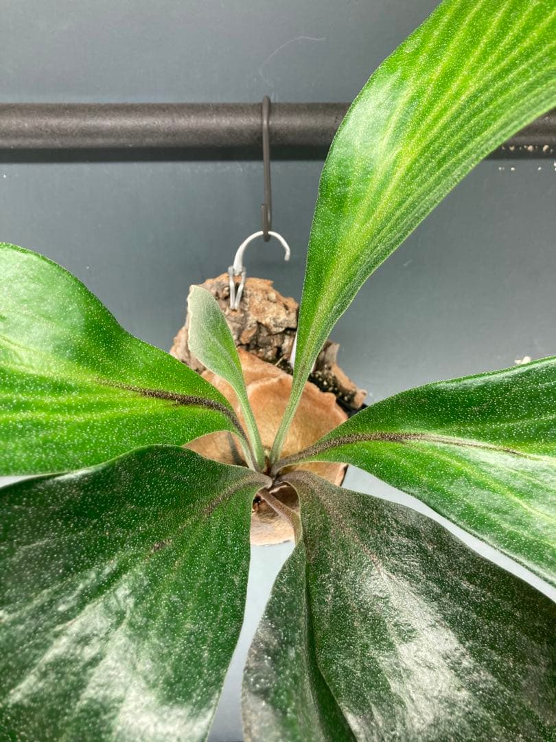 ヒリードラゴン　胞子培養株　コルク板付　おまけ付き