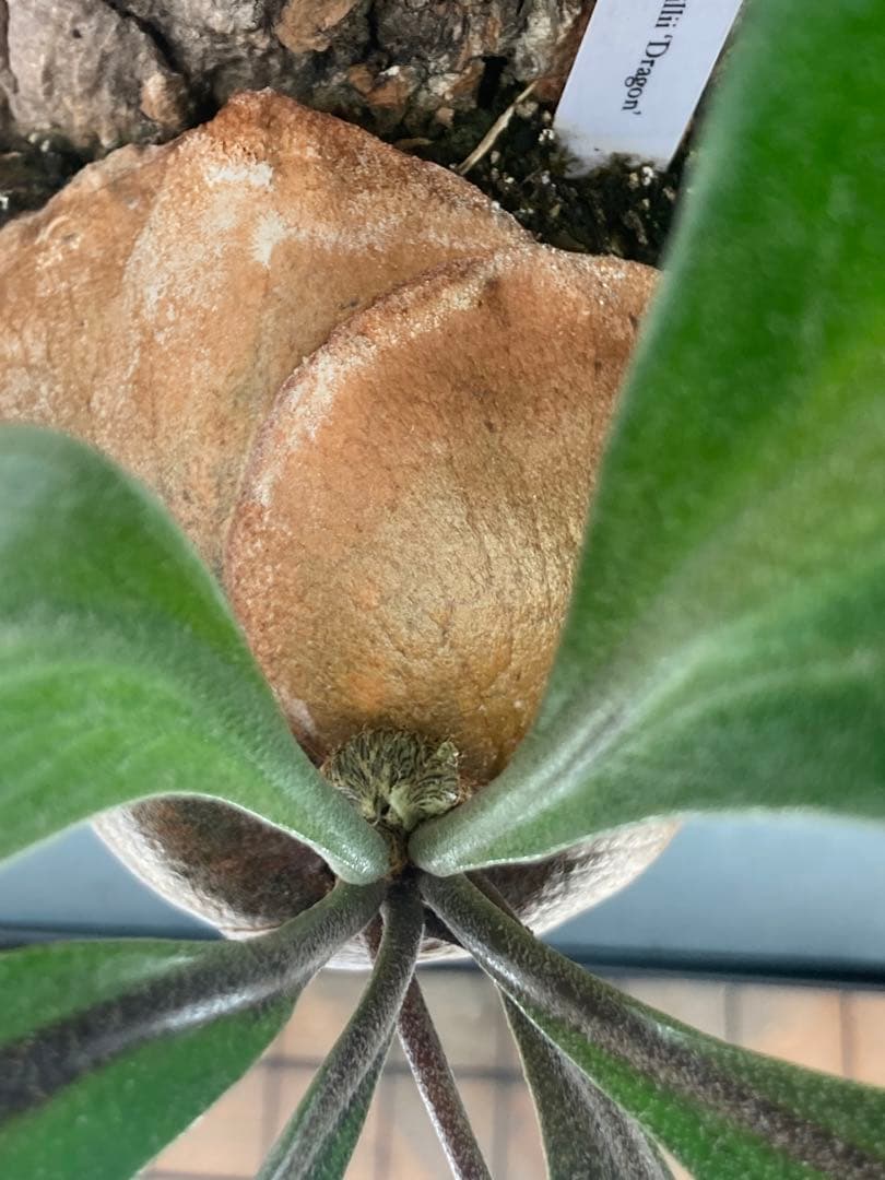 ヒリードラゴン　胞子培養株　コルク板付　おまけ付き