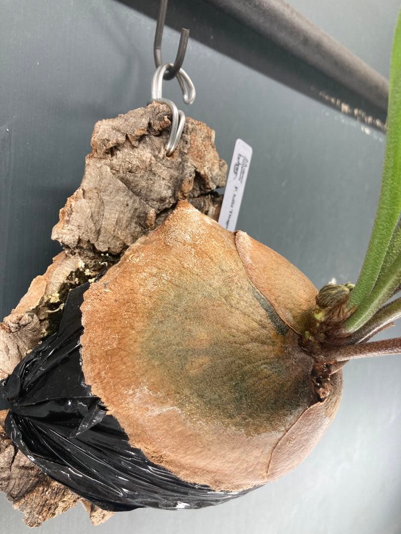 ヒリードラゴン　胞子培養株　コルク板付　おまけ付き