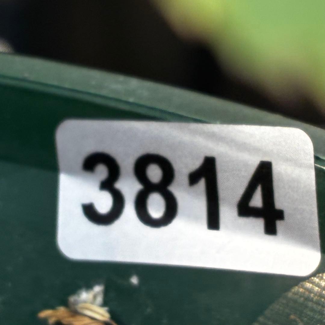 3814☘️タグ付☘️極上☘️⭐️SD⭐️蜃気楼⭐️小輪⭐️コロコロカップ⭐️超コンパクト⭐️大木