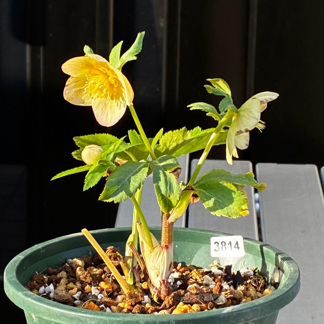 3814☘️タグ付☘️極上☘️⭐️SD⭐️蜃気楼⭐️小輪⭐️コロコロカップ⭐️超コンパクト⭐️大木