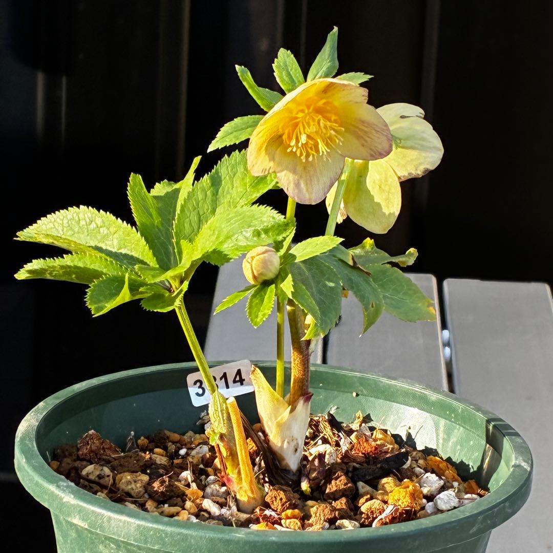 3814☘️タグ付☘️極上☘️⭐️SD⭐️蜃気楼⭐️小輪⭐️コロコロカップ⭐️超コンパクト⭐️大木