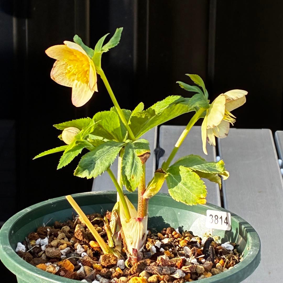 3814☘️タグ付☘️極上☘️⭐️SD⭐️蜃気楼⭐️小輪⭐️コロコロカップ⭐️超コンパクト⭐️大木