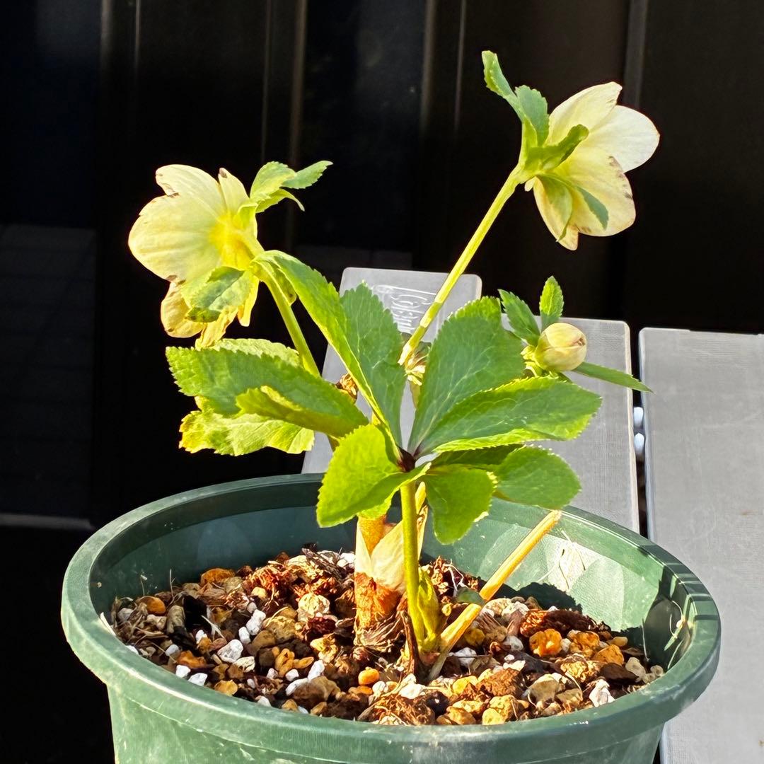 3814☘️タグ付☘️極上☘️⭐️SD⭐️蜃気楼⭐️小輪⭐️コロコロカップ⭐️超コンパクト⭐️大木