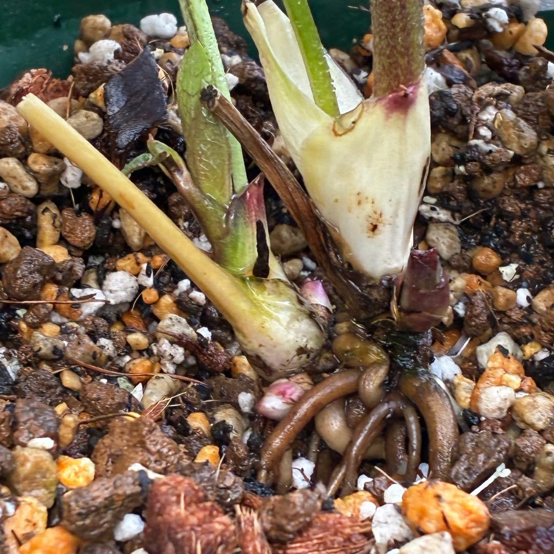 3814☘️タグ付☘️極上☘️⭐️SD⭐️蜃気楼⭐️小輪⭐️コロコロカップ⭐️超コンパクト⭐️大木