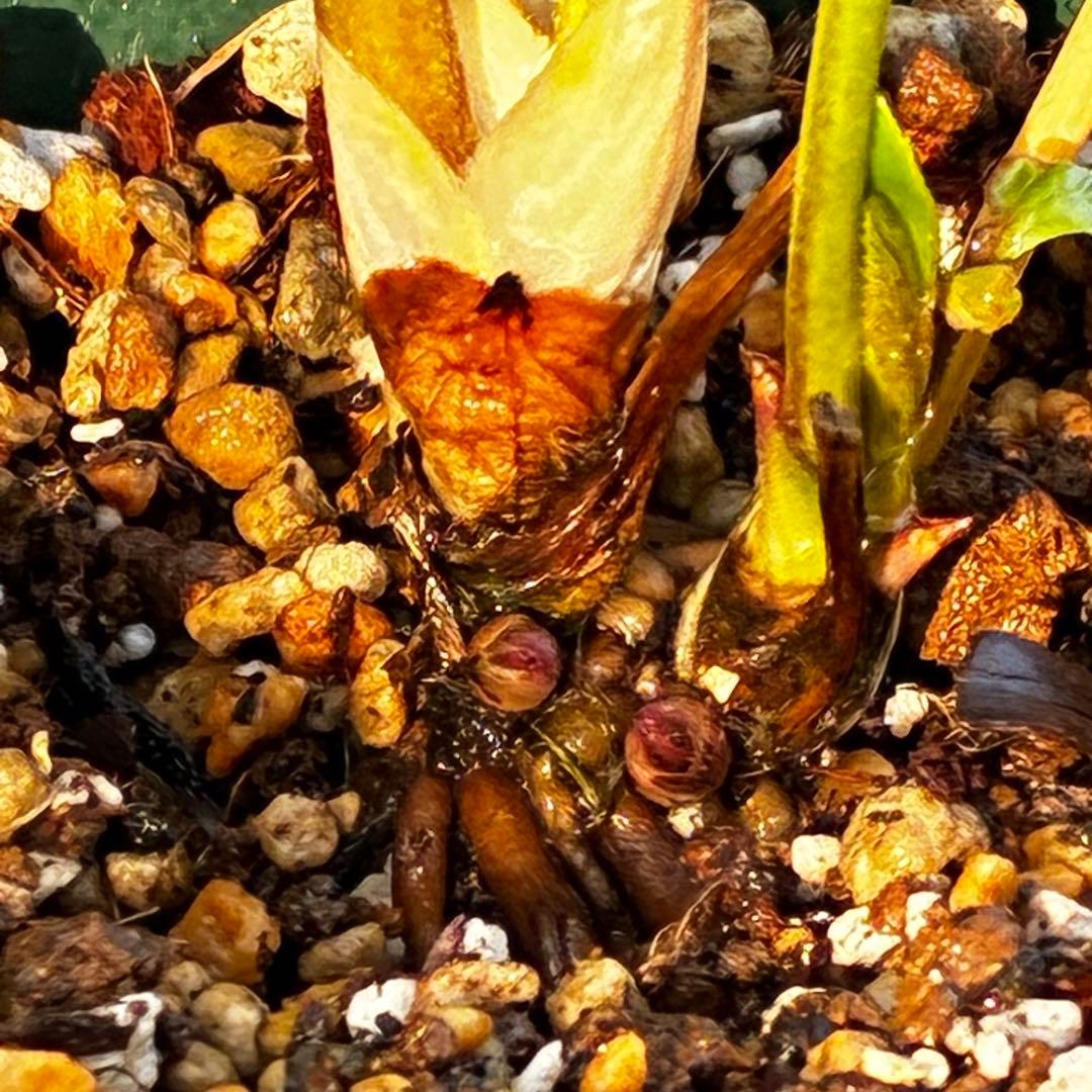 3814☘️タグ付☘️極上☘️⭐️SD⭐️蜃気楼⭐️小輪⭐️コロコロカップ⭐️超コンパクト⭐️大木