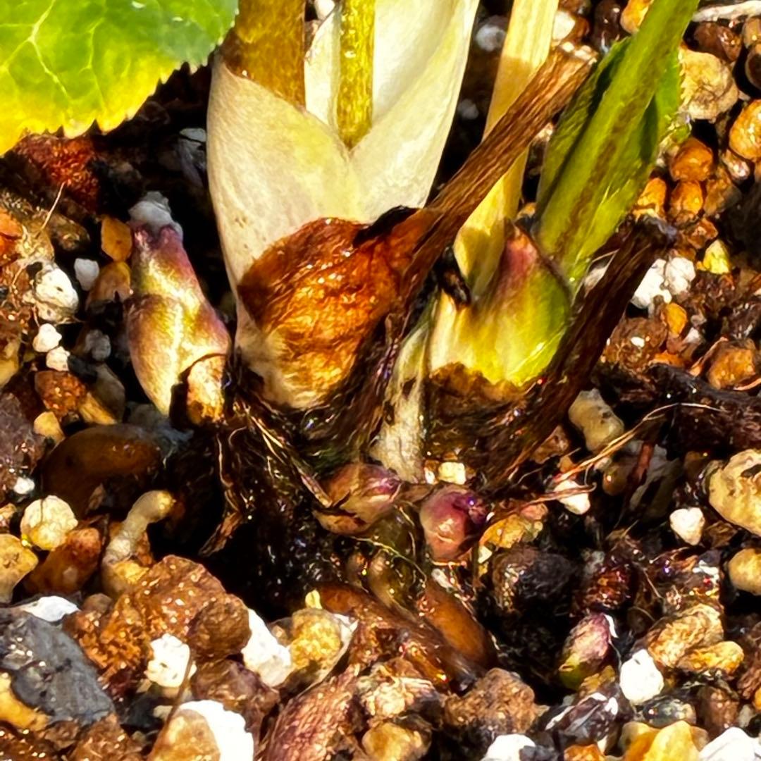 3814☘️タグ付☘️極上☘️⭐️SD⭐️蜃気楼⭐️小輪⭐️コロコロカップ⭐️超コンパクト⭐️大木