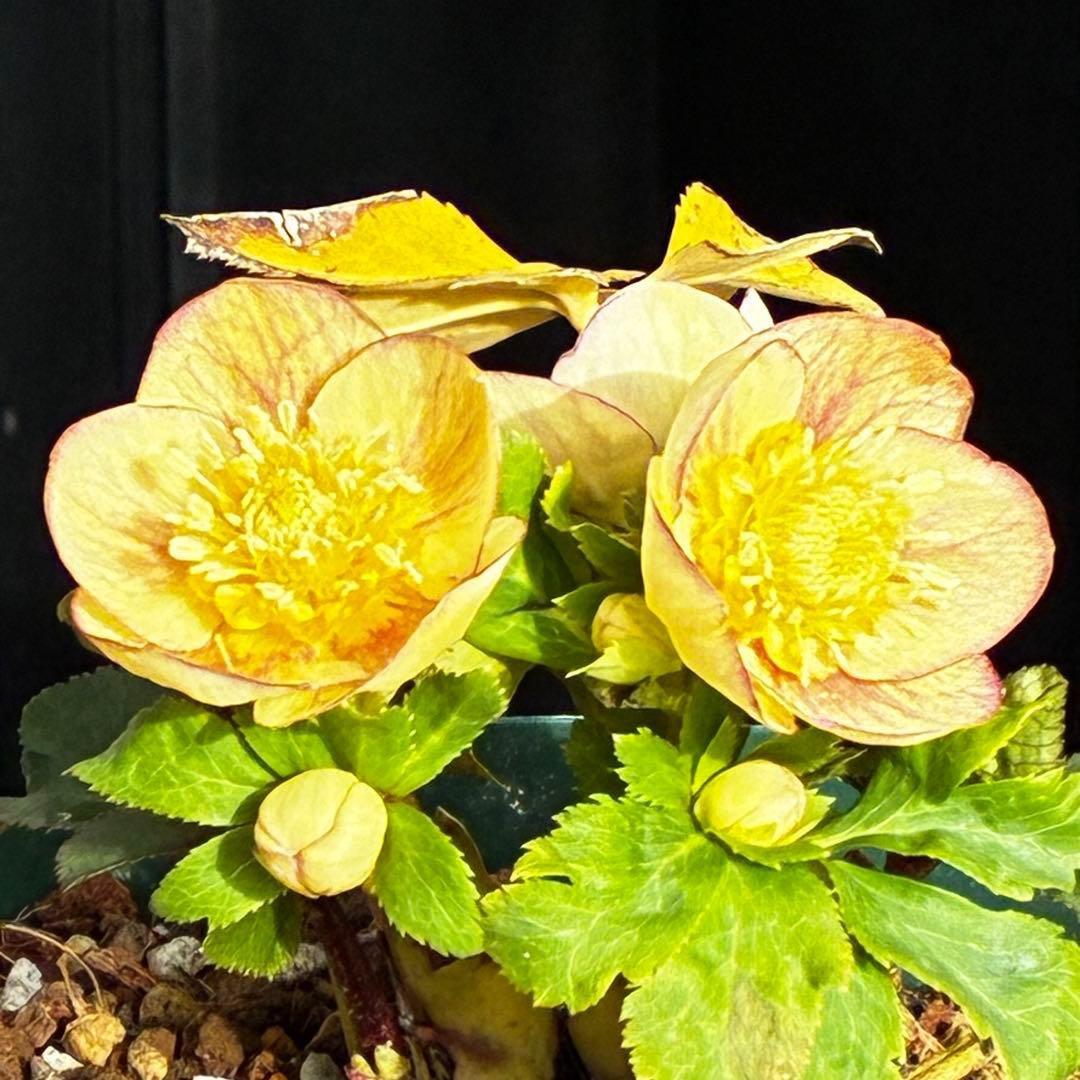 3814☘️タグ付☘️極上☘️⭐️SD⭐️蜃気楼⭐️小輪⭐️コロコロカップ⭐️超コンパクト⭐️大木