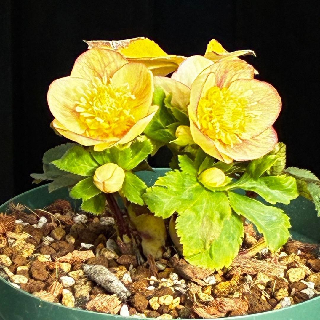 3814☘️タグ付☘️極上☘️⭐️SD⭐️蜃気楼⭐️小輪⭐️コロコロカップ⭐️超コンパクト⭐️大木