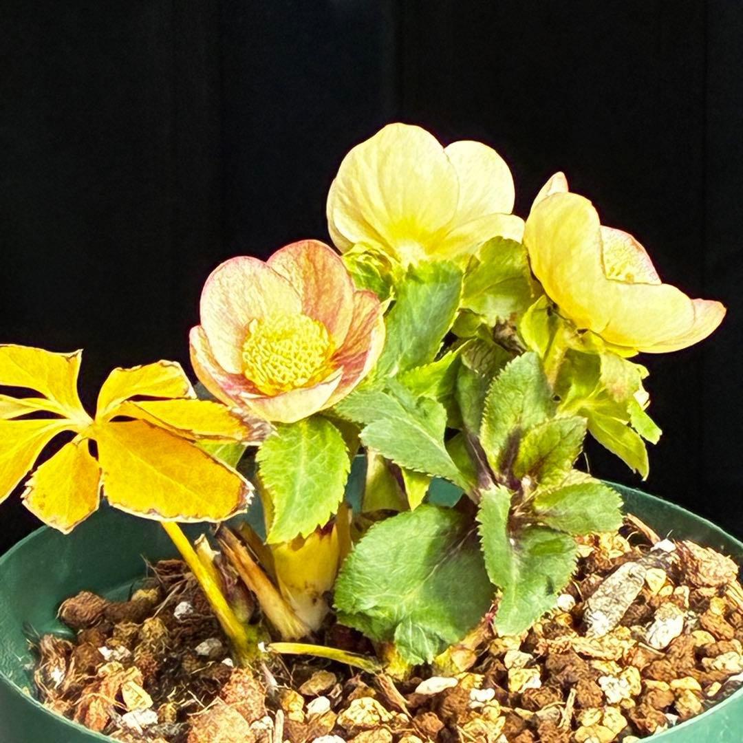 3814☘️タグ付☘️極上☘️⭐️SD⭐️蜃気楼⭐️小輪⭐️コロコロカップ⭐️超コンパクト⭐️大木