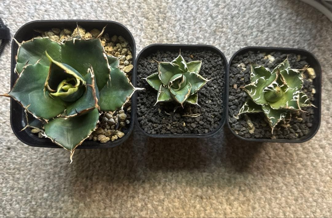 オテロイ実生　セット