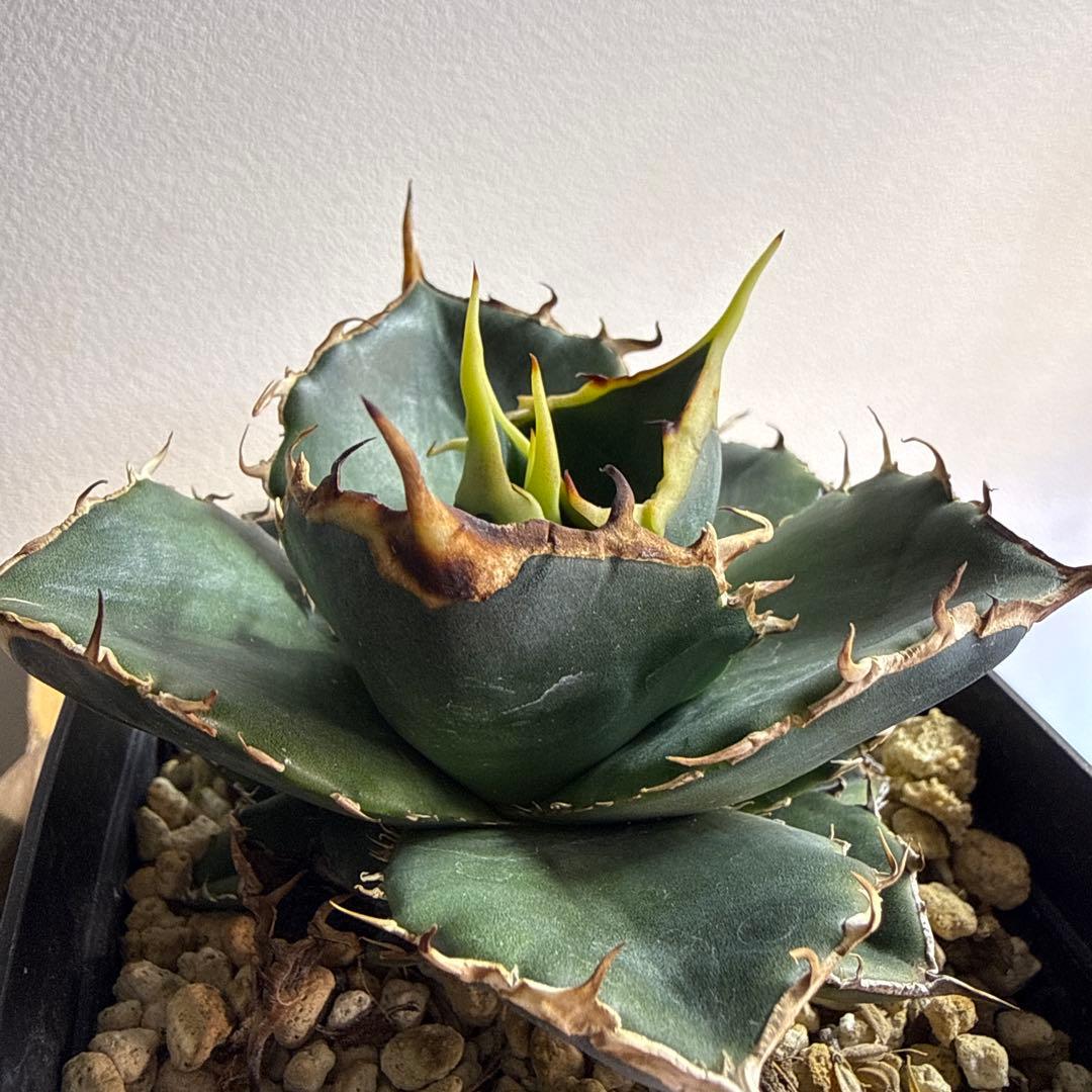 オテロイ実生　セット