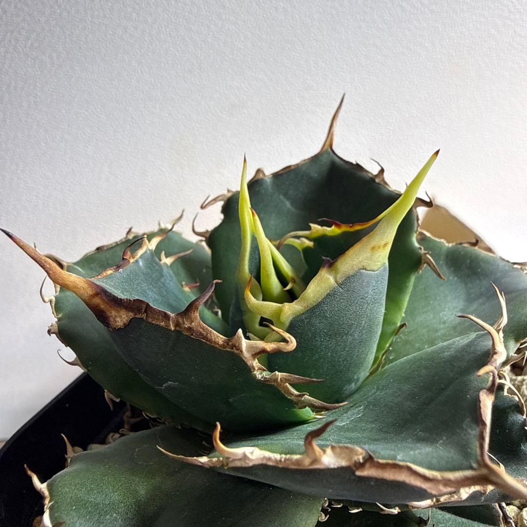 オテロイ実生　セット