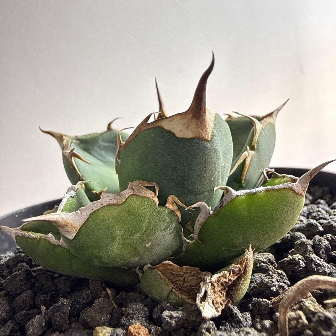 オテロイ実生　セット