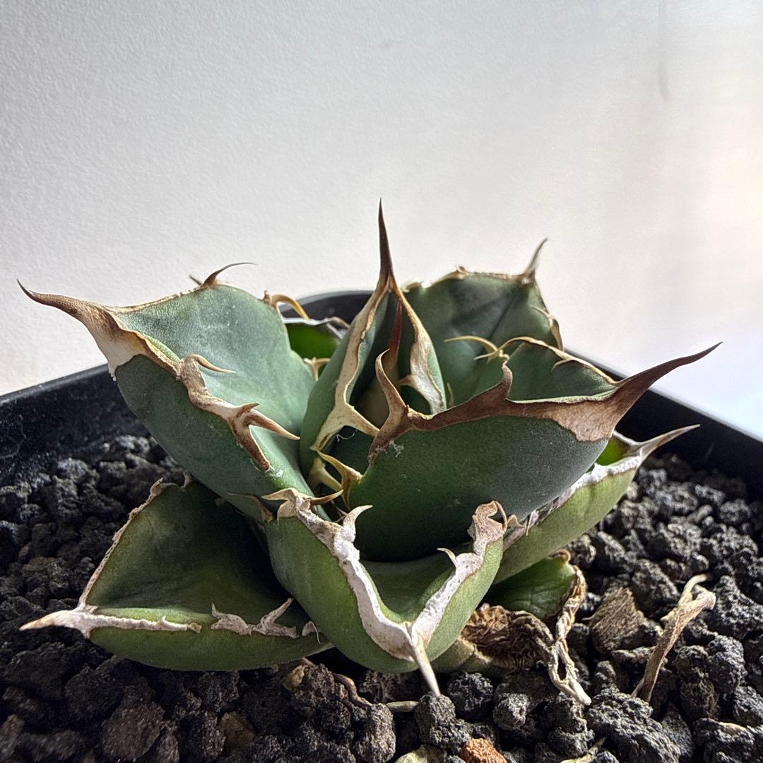 オテロイ実生　セット