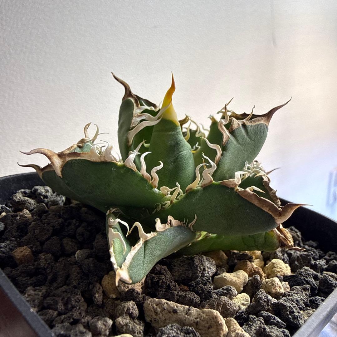 オテロイ実生　セット