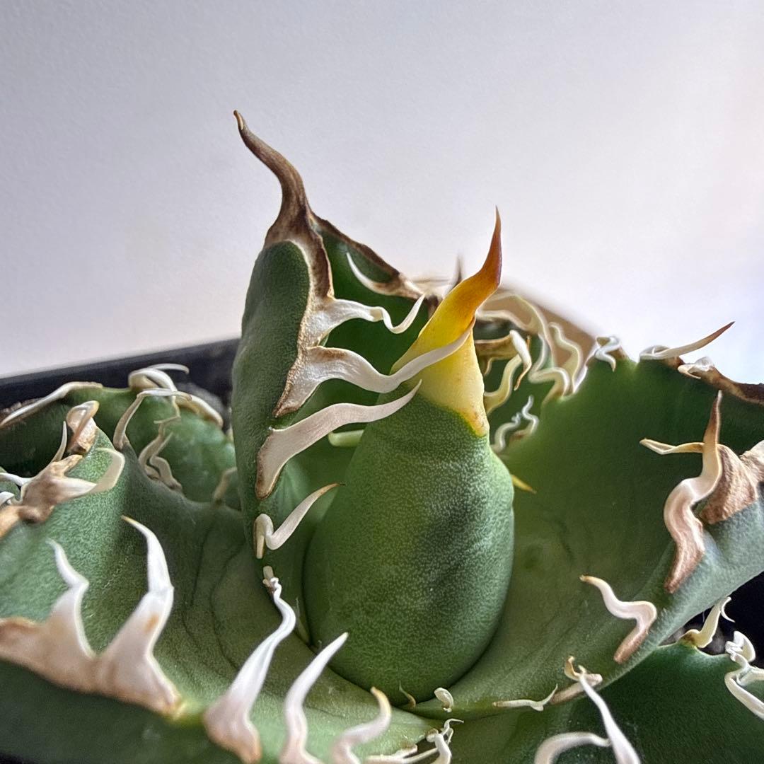 オテロイ実生　セット