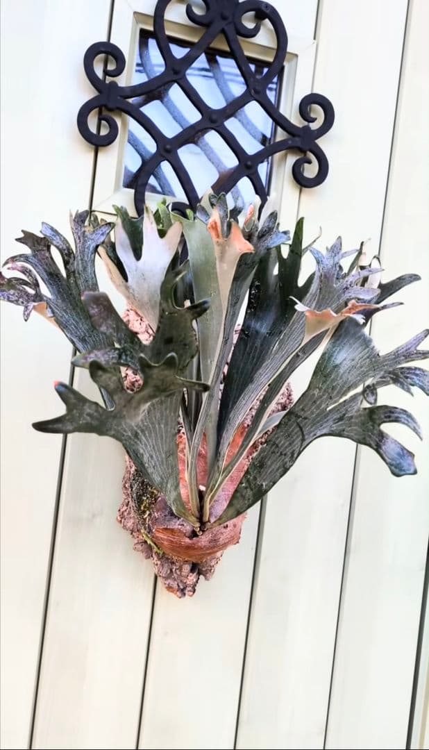 ビカクシダ☆hillii dwarf☆ヒリードワーフ☆vp