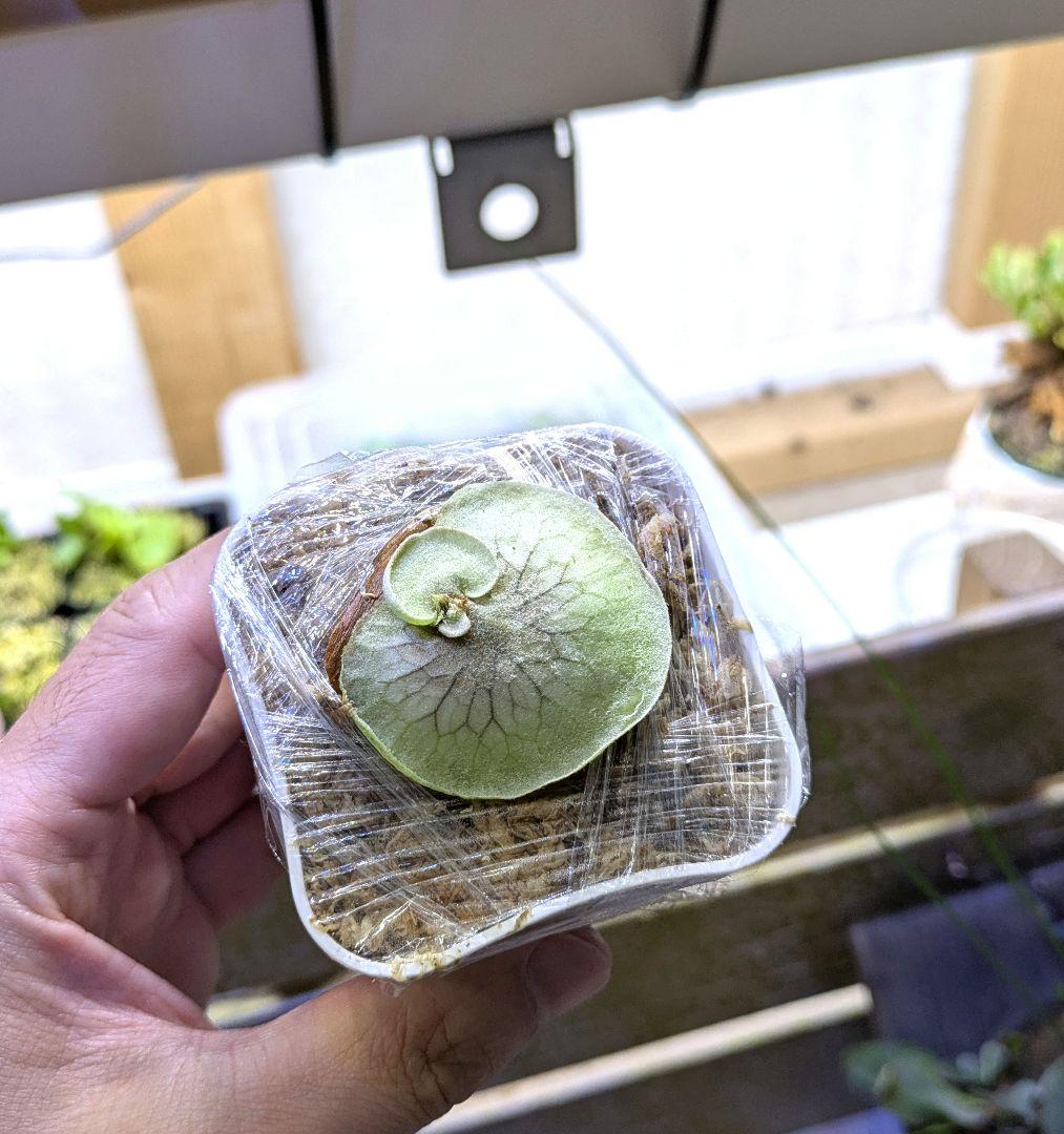 ビカクシダ☆hillii dwarf☆ヒリードワーフ☆vp