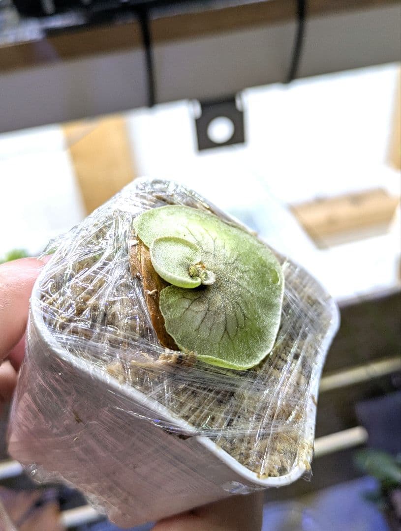 ビカクシダ☆hillii dwarf☆ヒリードワーフ☆vp