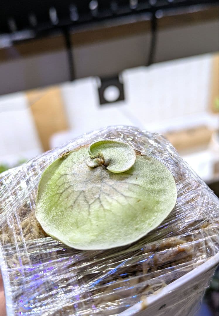 ビカクシダ☆hillii dwarf☆ヒリードワーフ☆vp