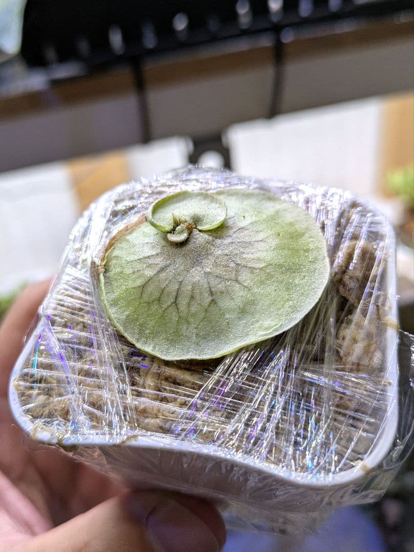 ビカクシダ☆hillii dwarf☆ヒリードワーフ☆vp