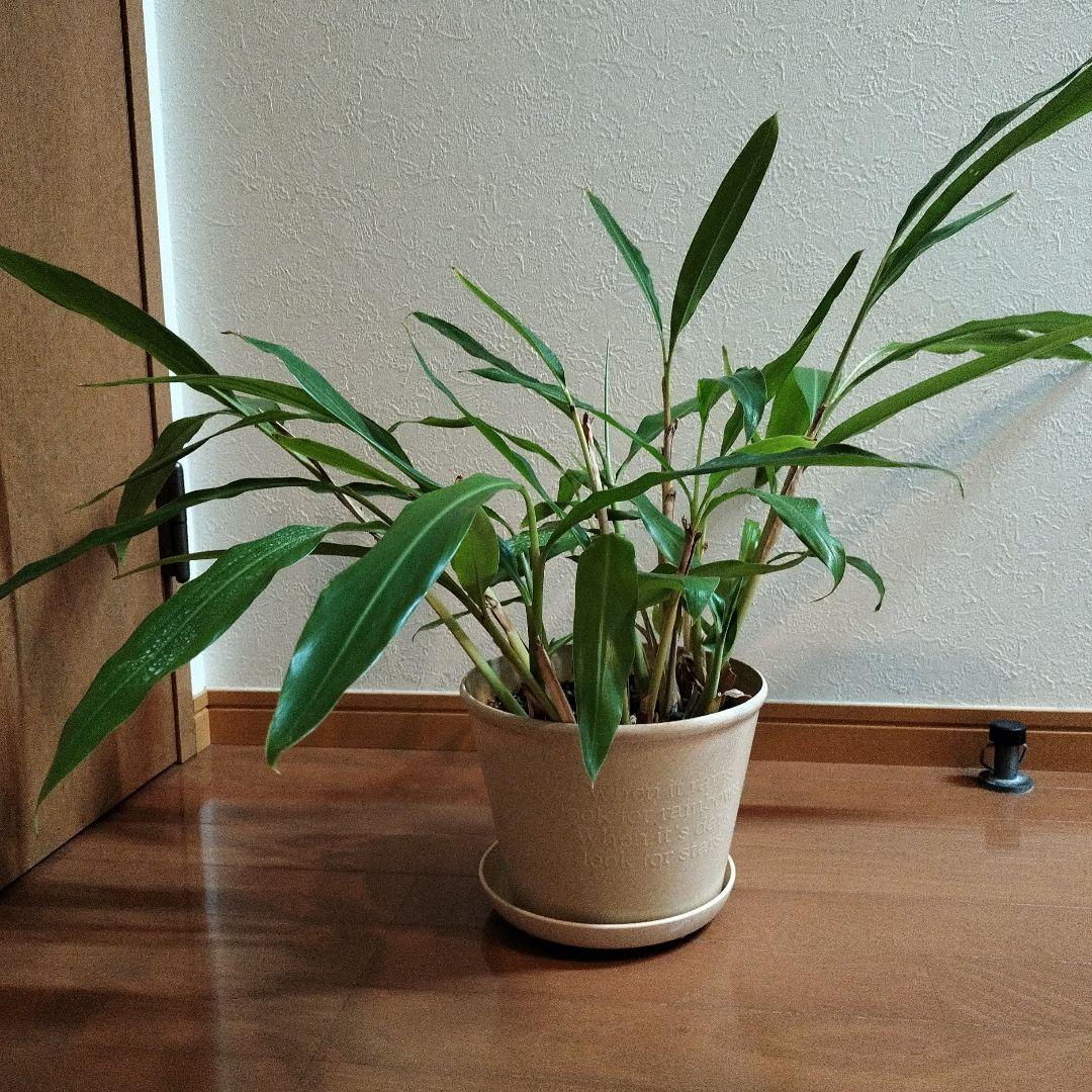 ゲットウ ポットごと 匿名配送