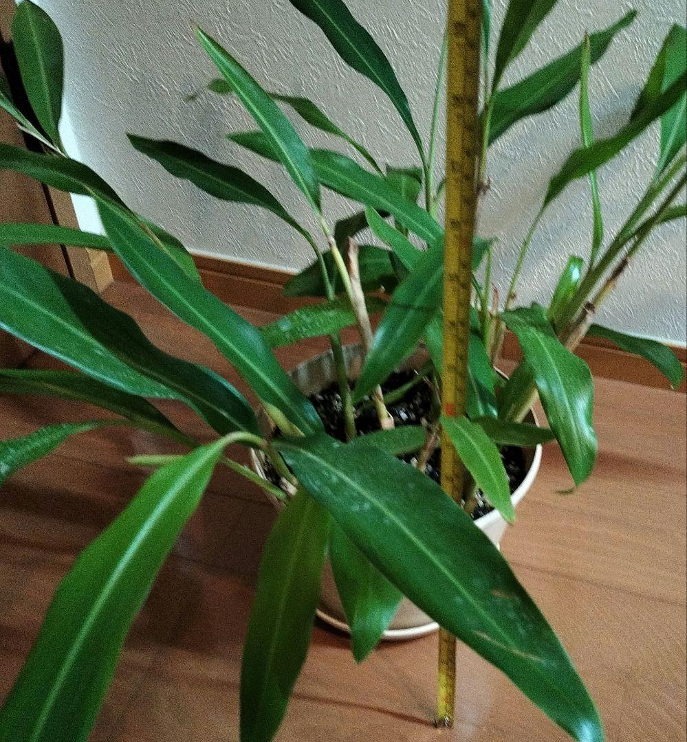 ゲットウ ポットごと 匿名配送