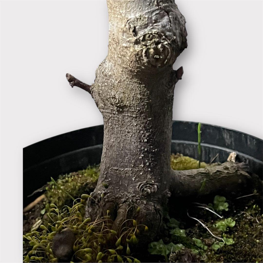 モクレン　木蓮　ガールマグノリア*アン　蕾　シモクレン　シデコブシ　花木　落葉樹