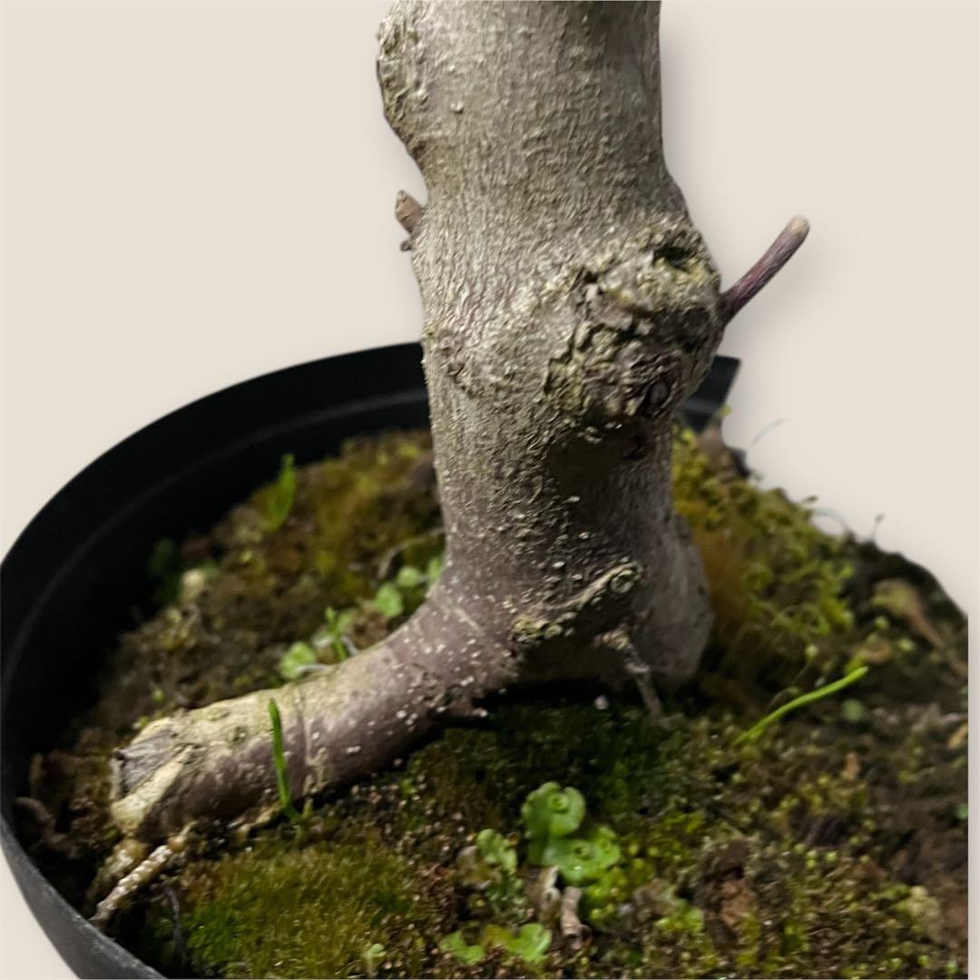 モクレン　木蓮　ガールマグノリア*アン　蕾　シモクレン　シデコブシ　花木　落葉樹