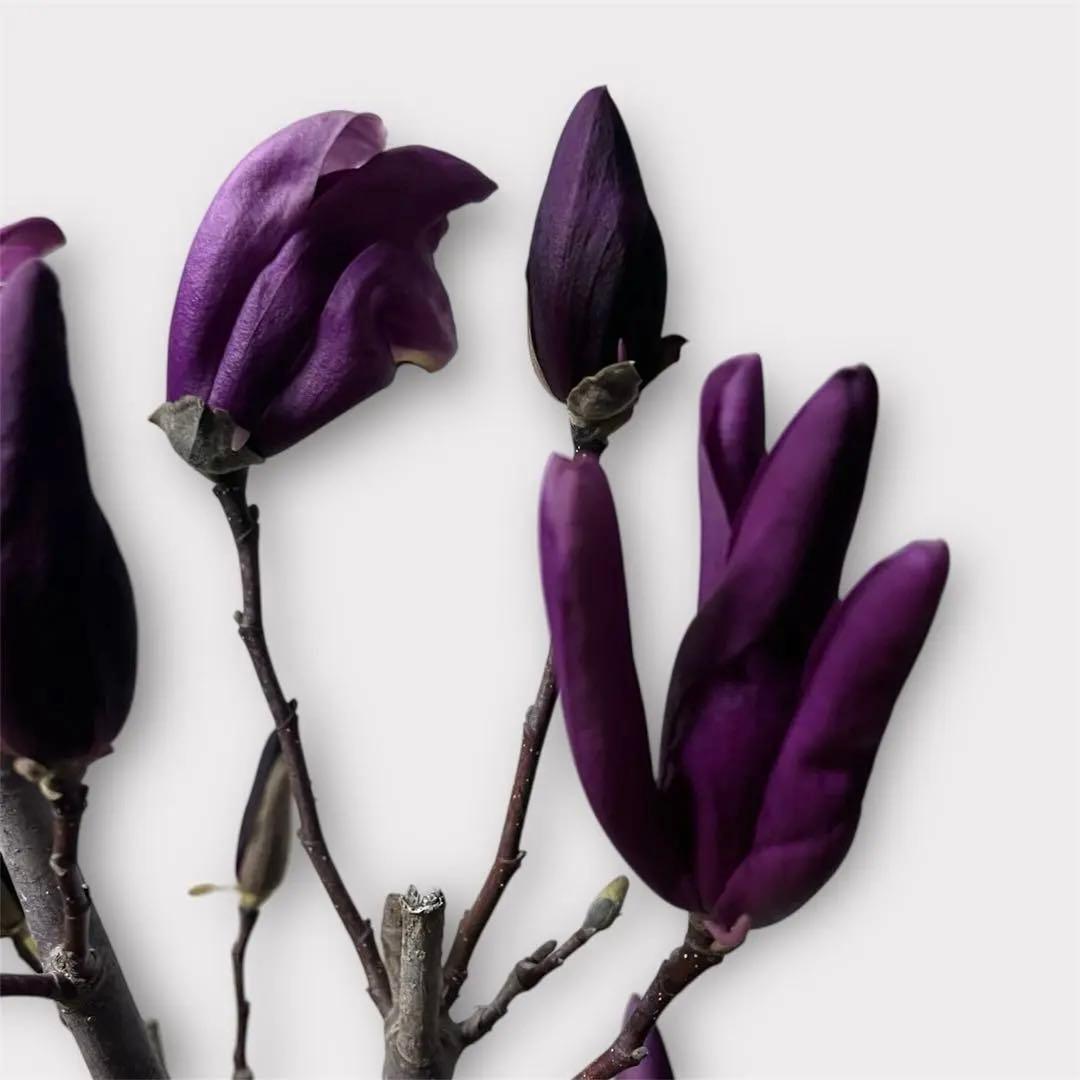 モクレン　木蓮　ガールマグノリア*アン　蕾　シモクレン　シデコブシ　花木　落葉樹