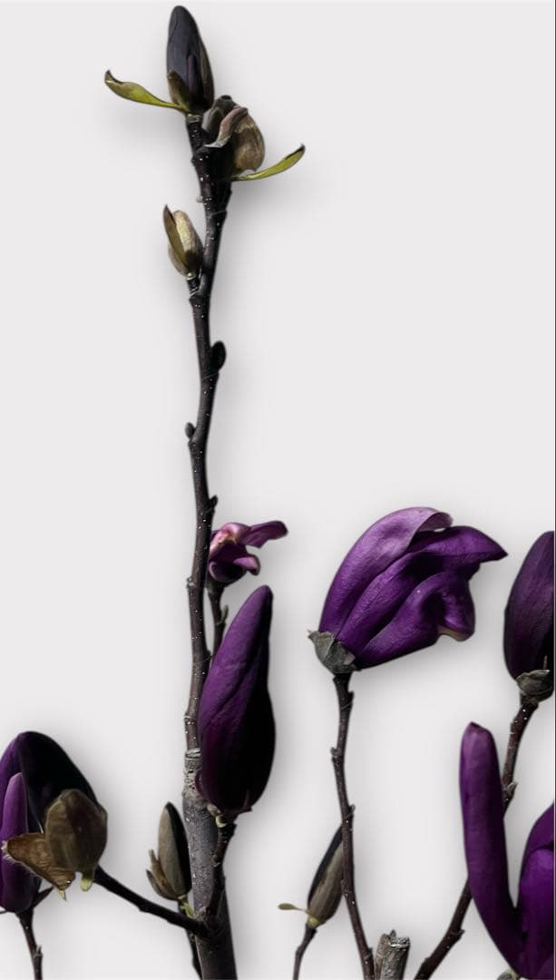 モクレン　木蓮　ガールマグノリア*アン　蕾　シモクレン　シデコブシ　花木　落葉樹