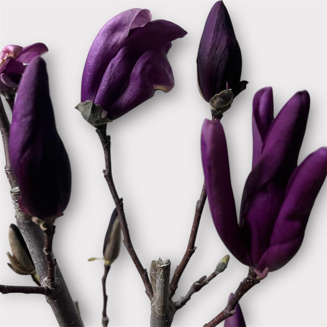 モクレン　木蓮　ガールマグノリア*アン　蕾　シモクレン　シデコブシ　花木　落葉樹