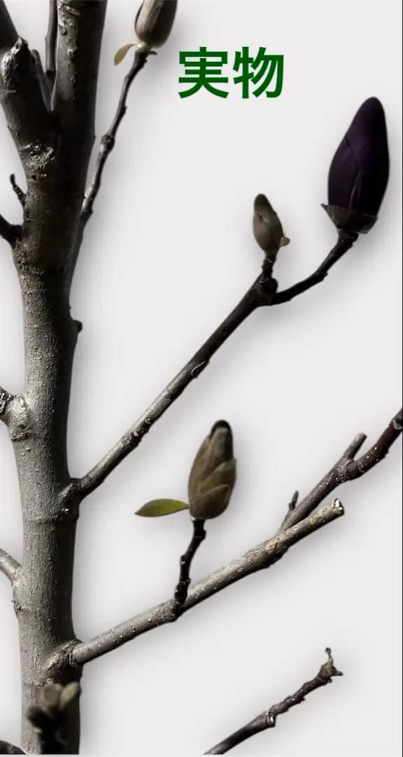 モクレン　木蓮　ガールマグノリア*アン　蕾　シモクレン　シデコブシ　花木　落葉樹