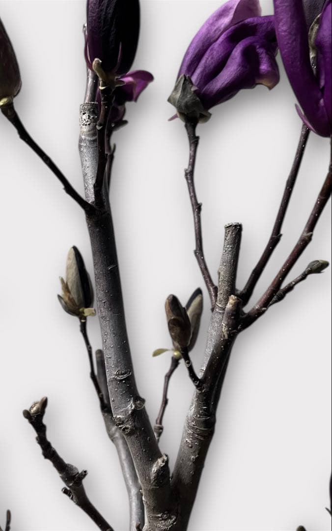 モクレン　木蓮　ガールマグノリア*アン　蕾　シモクレン　シデコブシ　花木　落葉樹