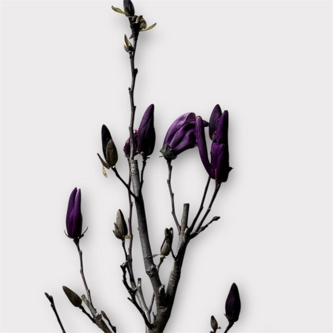 モクレン　木蓮　ガールマグノリア*アン　蕾　シモクレン　シデコブシ　花木　落葉樹