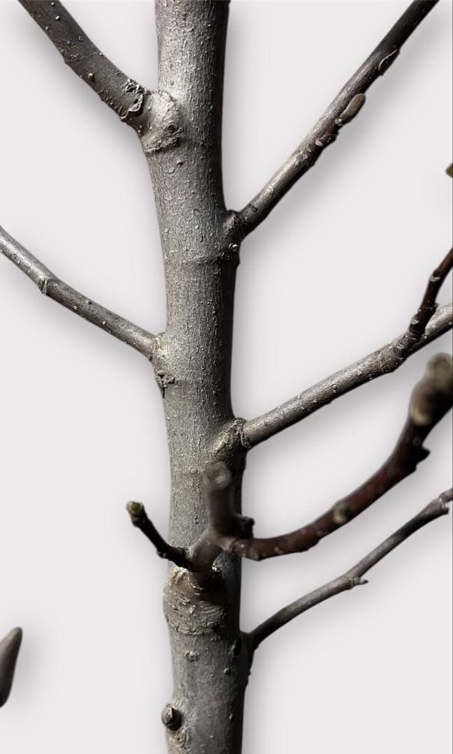 モクレン　木蓮　ガールマグノリア*アン　蕾　シモクレン　シデコブシ　花木　落葉樹