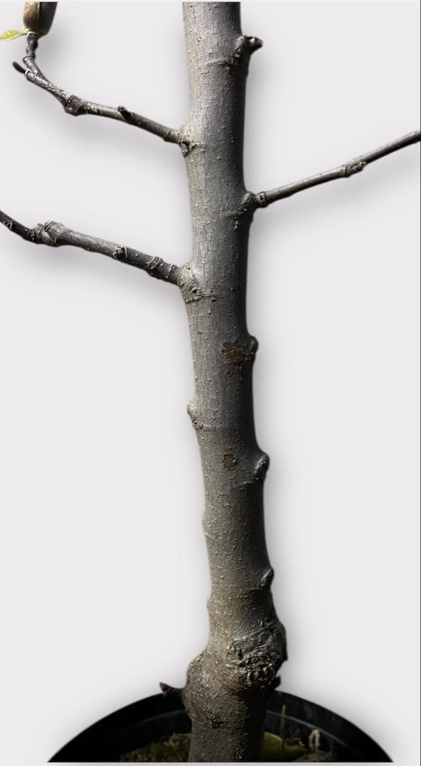 モクレン　木蓮　ガールマグノリア*アン　蕾　シモクレン　シデコブシ　花木　落葉樹