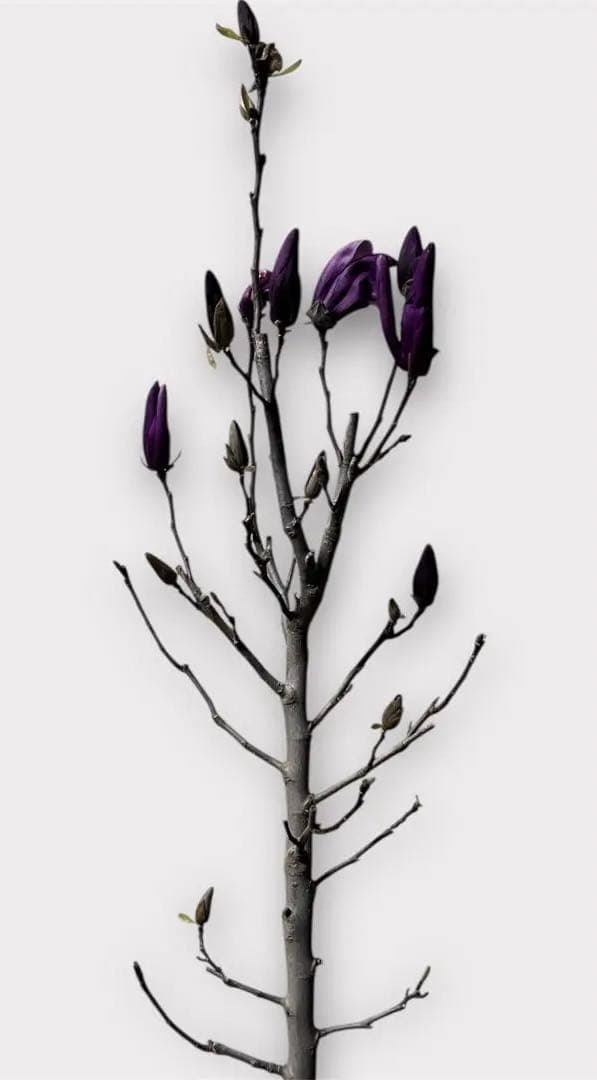 モクレン　木蓮　ガールマグノリア*アン　蕾　シモクレン　シデコブシ　花木　落葉樹