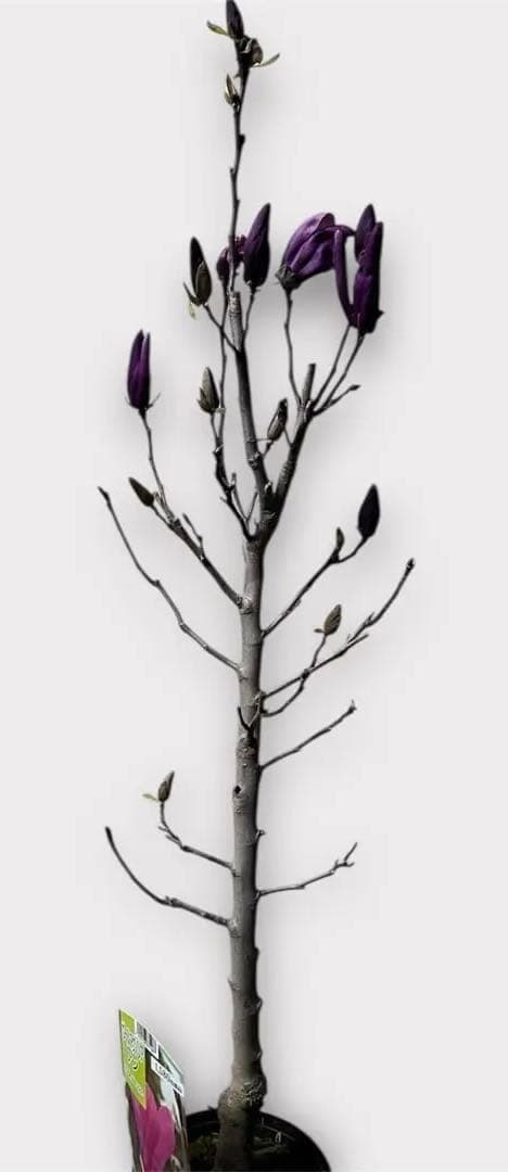 モクレン　木蓮　ガールマグノリア*アン　蕾　シモクレン　シデコブシ　花木　落葉樹