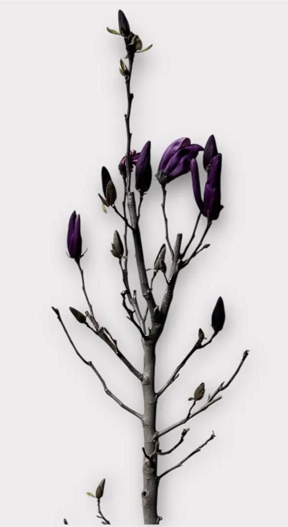 モクレン　木蓮　ガールマグノリア*アン　蕾　シモクレン　シデコブシ　花木　落葉樹